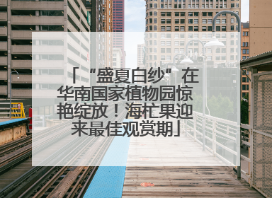 “盛夏白纱”在华南国家植物园惊艳绽放！海杧果迎来最佳观赏期