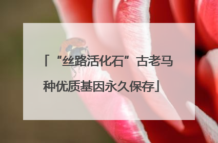 “丝路活化石”古老马种优质基因永久保存