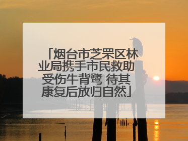 烟台市芝罘区林业局携手市民救助受伤牛背鹭 待其康复后放归自然
