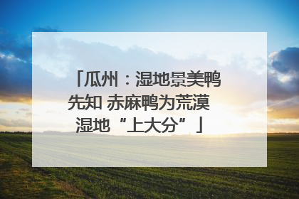 瓜州：湿地景美鸭先知 赤麻鸭为荒漠湿地“上大分”