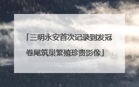 三明永安首次记录到发冠卷尾筑巢繁殖珍贵影像