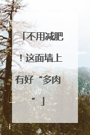 不用减肥！这面墙上有好“多肉”