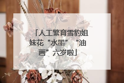 人工繁育雪豹姐妹花“水墨”“油画”六岁啦
