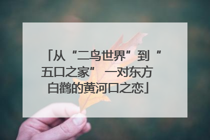 从“二鸟世界”到“五口之家” 一对东方白鹳的黄河口之恋