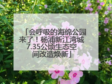会呼吸的海绵公园来了！杨浦新江湾城7.35公顷生态空间改造焕新