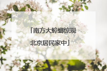 南方大蟑螂惊现北京居民家中