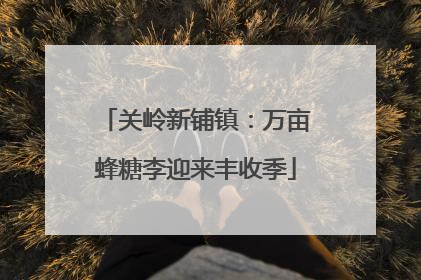 关岭新铺镇：万亩蜂糖李迎来丰收季