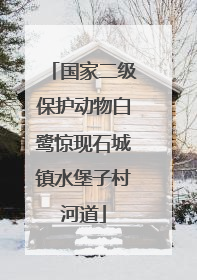 国家二级保护动物白鹭惊现石城镇水堡子村河道