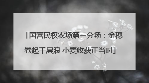 国营民权农场第三分场：金穗卷起千层浪 小麦收获正当时