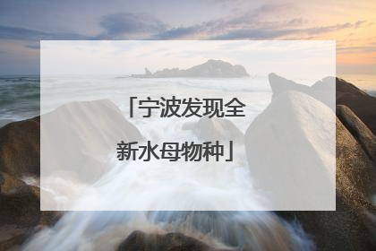 宁波发现全新水母物种