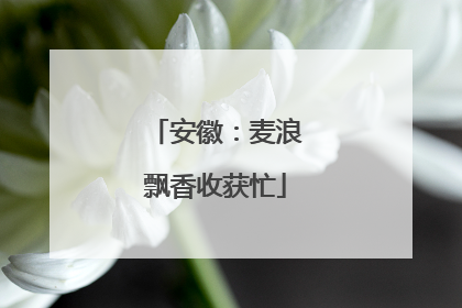 安徽：麦浪飘香收获忙