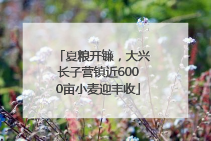 夏粮开镰，大兴长子营镇近6000亩小麦迎丰收