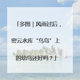 多图｜风雨过后，密云水库“鸟岛”上的幼鸟还好吗？