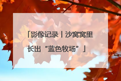 影像记录丨沙窝窝里长出“蓝色牧场”