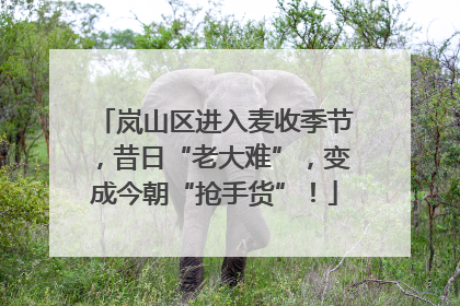 岚山区进入麦收季节，昔日“老大难”，变成今朝“抢手货”！