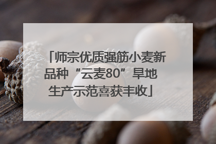 师宗优质强筋小麦新品种“云麦80”旱地生产示范喜获丰收