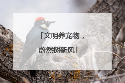 文明养宠物,蔚然树新风