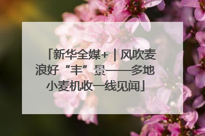 新华全媒+｜风吹麦浪好“丰”景——多地小麦机收一线见闻