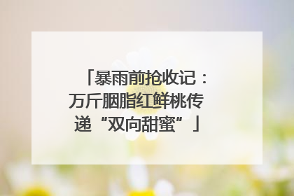 暴雨前抢收记：万斤胭脂红鲜桃传递“双向甜蜜”