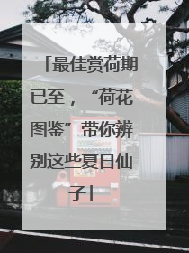 最佳赏荷期已至，“荷花图鉴”带你辨别这些夏日仙子