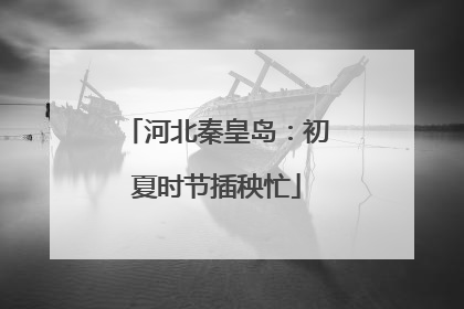 河北秦皇岛：初夏时节插秧忙