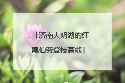 济南大明湖的红尾伯劳登枝高歌