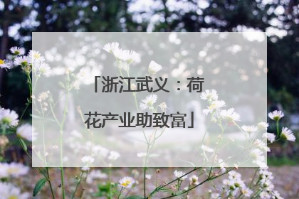 浙江武义：荷花产业助致富