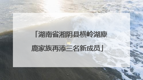 湖南省湘阴县横岭湖麋鹿家族再添三名新成员