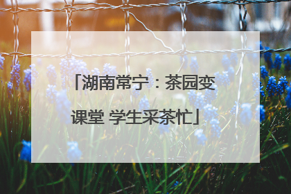 湖南常宁：茶园变课堂 学生采茶忙