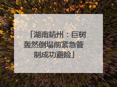 湖南靖州：巨树轰然倒塌前紧急管制成功避险