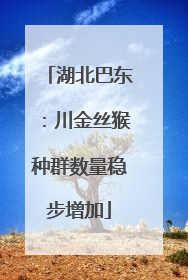 湖北巴东：川金丝猴种群数量稳步增加