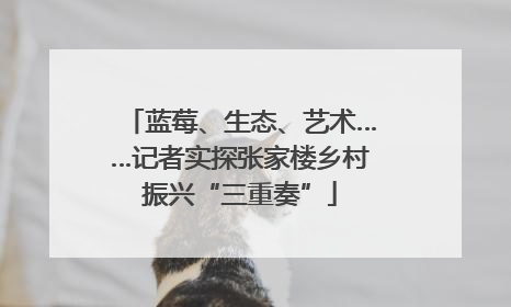 蓝莓、生态、艺术……记者实探张家楼乡村振兴“三重奏”