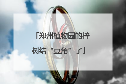 郑州植物园的梓树结“豆角”了