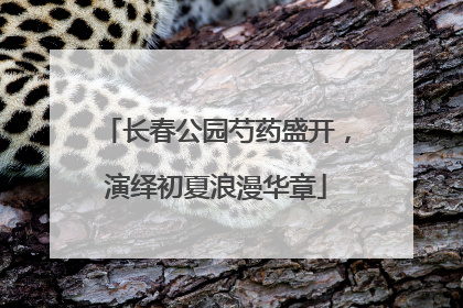 长春公园芍药盛开，演绎初夏浪漫华章