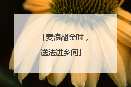 麦浪翻金时，送法进乡间