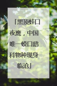 黑顶蛙口夜鹰，中国唯一蟆口鸱科物种现身临沧