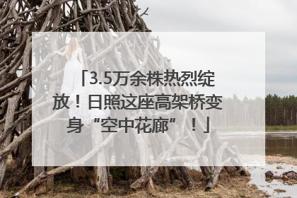 3.5万余株热烈绽放！日照这座高架桥变身“空中花廊”！